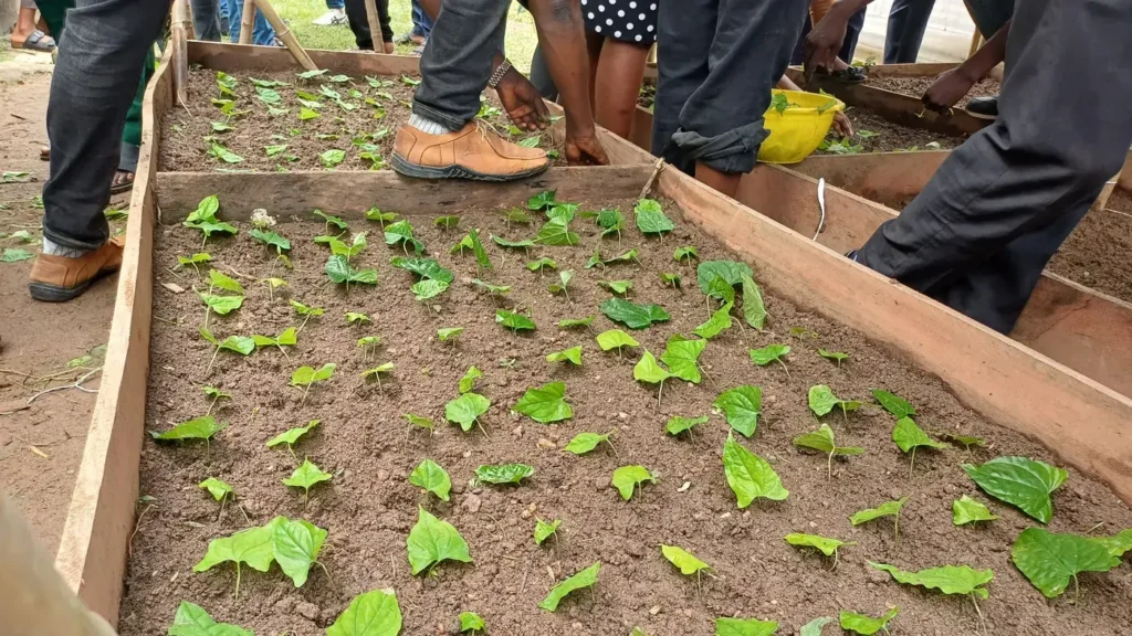 Innovative Seed Yam Training, photograph 3
